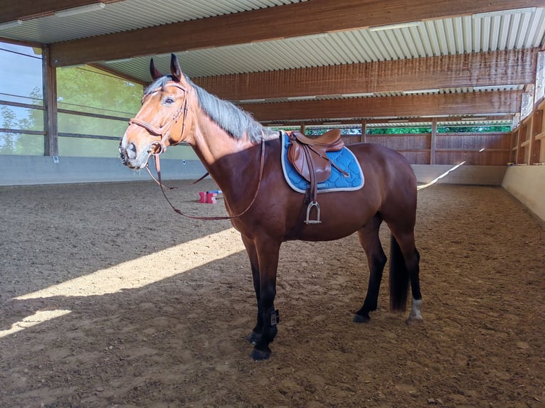 Zweibruecker Gelding 12 years 17,1 hh Brown in M&#xFC;hldorf am Inn
