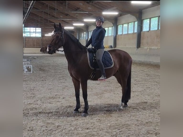 Zweibruecker Gelding 12 years 17,1 hh Brown in M&#xFC;hldorf am Inn