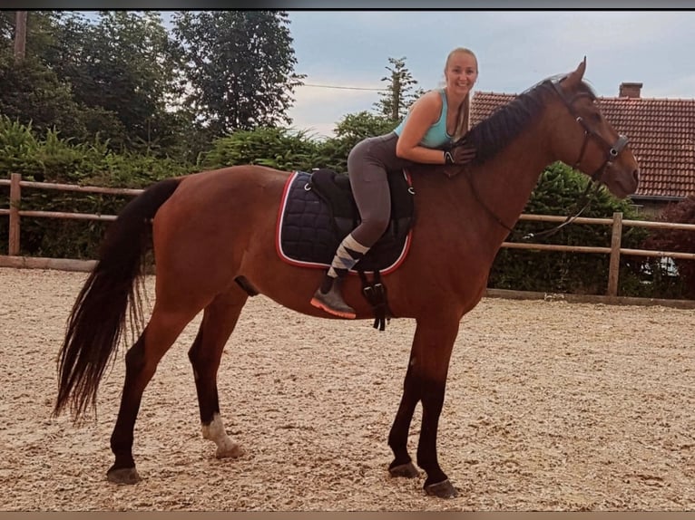 Zweibruecker Gelding 12 years 17,1 hh Brown in M&#xFC;hldorf am Inn