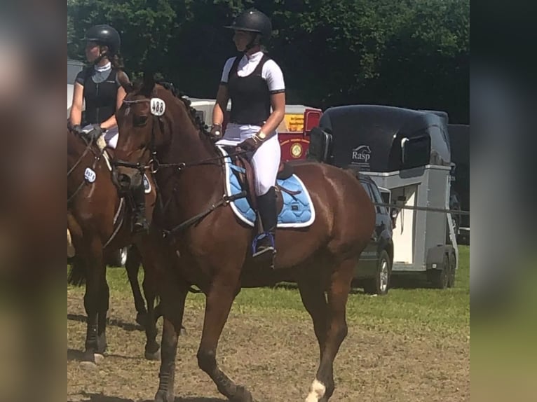 Zweibruecker Gelding 12 years 17,1 hh Brown in M&#xFC;hldorf am Inn