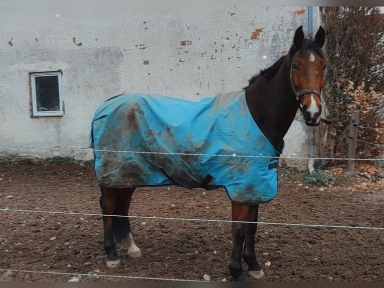 Zweibruecker Gelding 12 years 17,1 hh Brown in M&#xFC;hldorf am Inn