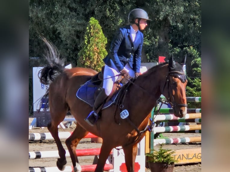 Zweibruecker Gelding 12 years 17,1 hh Brown in M&#xFC;hldorf am Inn