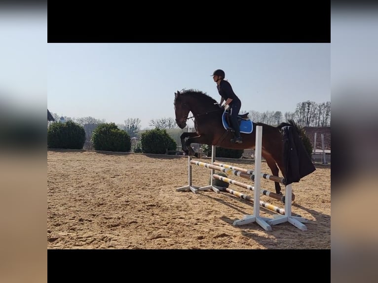 Zweibruecker Gelding 12 years 17,1 hh Brown in M&#xFC;hldorf am Inn