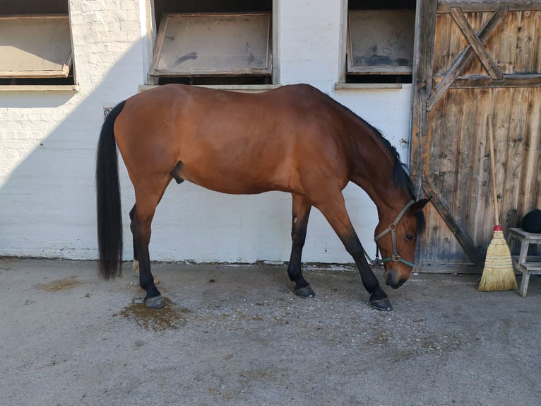 Zweibruecker Gelding 12 years 17,1 hh Brown in M&#xFC;hldorf am Inn