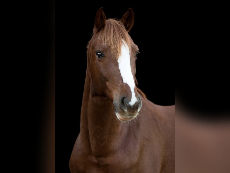 Zweibruecker Gelding 13 years 16.1 hh Chestnut-Red in Beckdorf