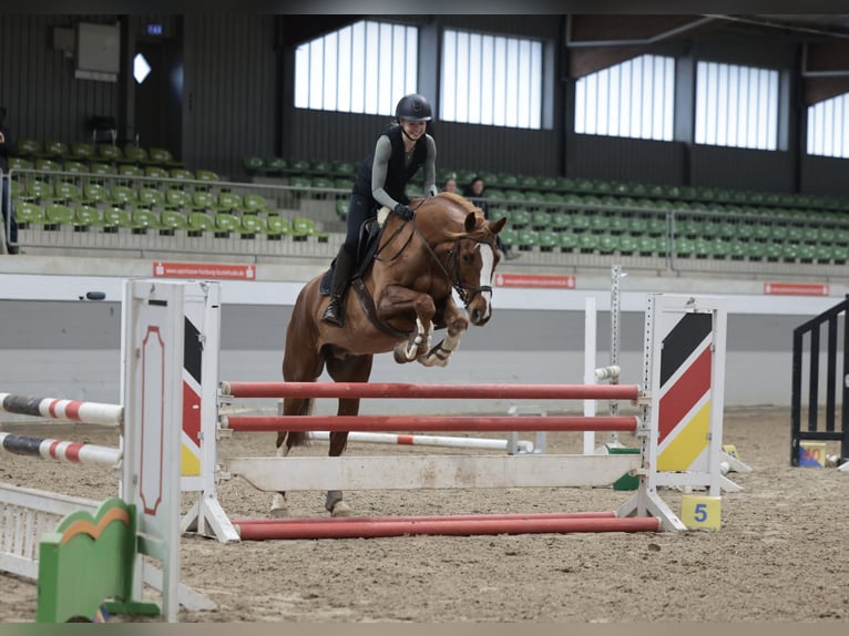 Zweibruecker Gelding 13 years 16.1 hh Chestnut-Red in Beckdorf