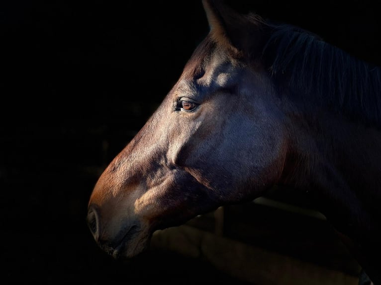 Zweibruecker Gelding 13 years 16,2 hh Brown in Bechtheim