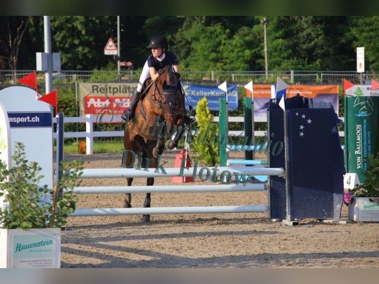 Zweibruecker Gelding 13 years 16,1 hh Brown in Erzingen Klettgau