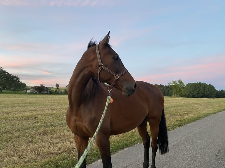 Zweibruecker Gelding 13 years 16,1 hh Brown in Erzingen Klettgau