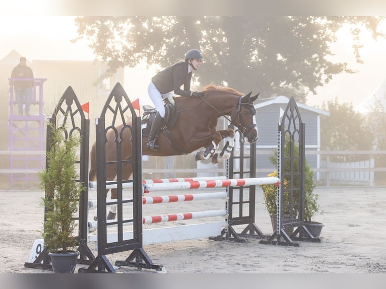 Zweibruecker Gelding 13 years 16,1 hh Chestnut-Red in Beckdorf