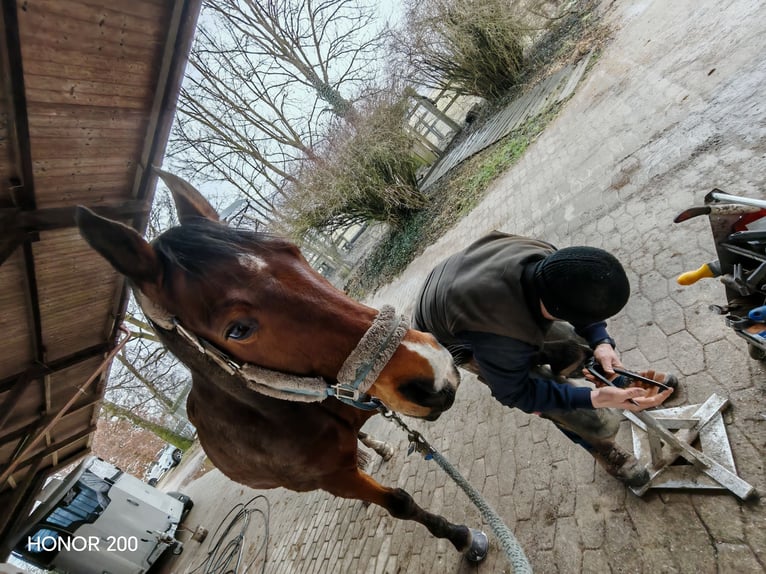 Zweibruecker Gelding 13 years 17.1 hh Brown in Töging