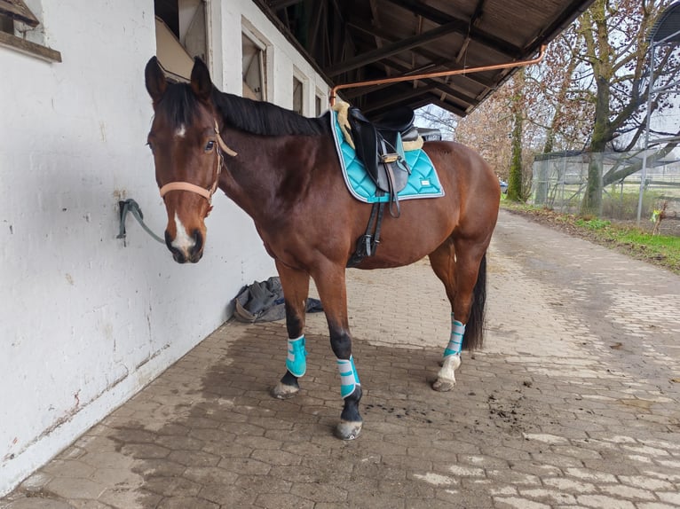 Zweibruecker Gelding 13 years 17.1 hh Brown in Töging