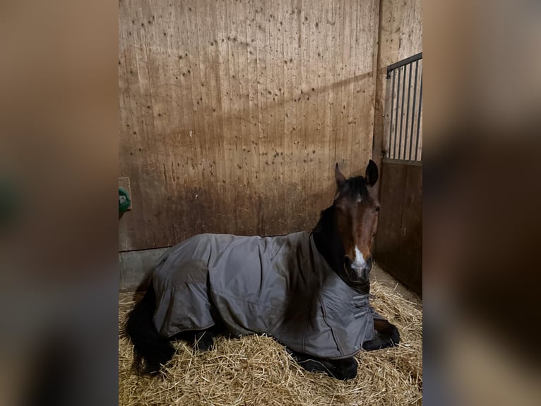 Zweibruecker Gelding 13 years 17.1 hh Brown in Töging