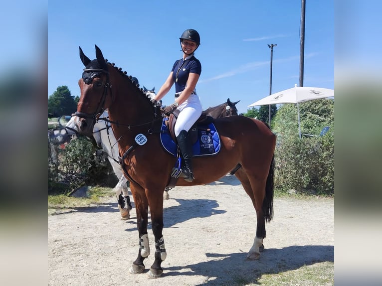 Zweibruecker Gelding 13 years 17 hh Brown in Hebertshausen