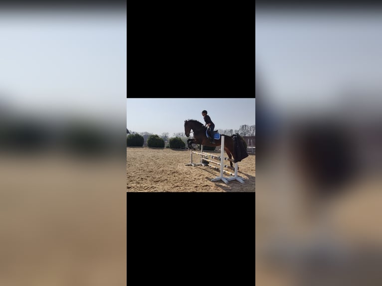 Zweibruecker Gelding 13 years 17,1 hh Brown in Töging