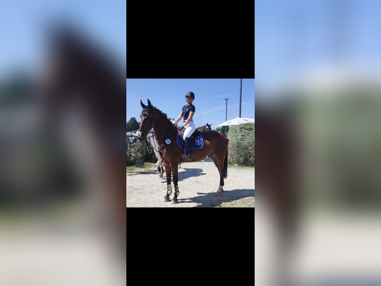 Zweibruecker Gelding 13 years 17,1 hh Brown in Töging