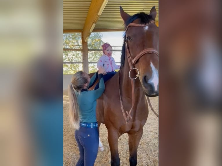 Zweibruecker Gelding 13 years 17,1 hh Brown in Töging
