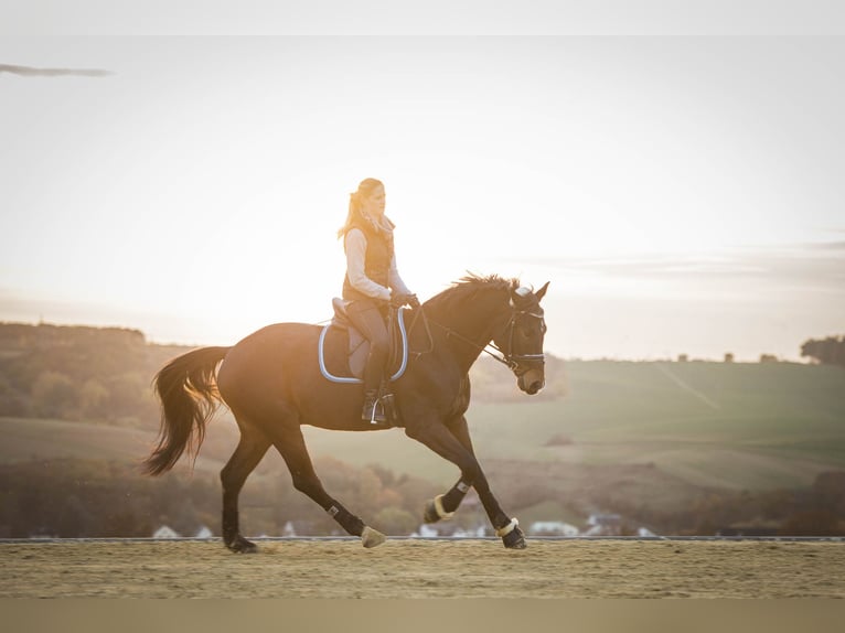 Zweibruecker Gelding 14 years 16,1 hh Bay-Dark in Selters (Taunus)