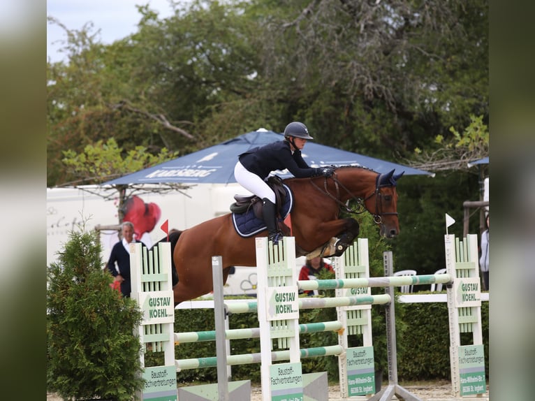 Zweibruecker Gelding 14 years 16.1 hh Brown in Hütschenhausen