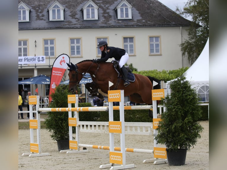 Zweibruecker Gelding 14 years 16,1 hh Brown in Hütschenhausen