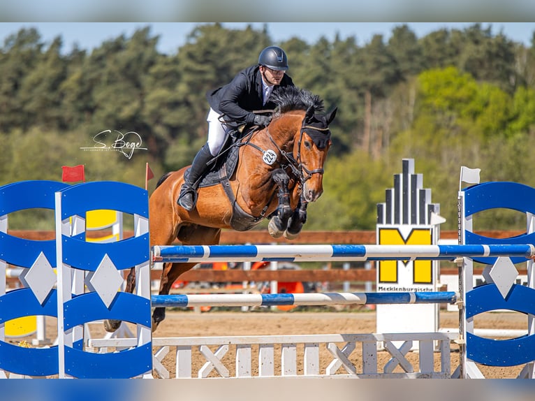 Zweibruecker Gelding 14 years 16,2 hh Brown in Ribnitz-Damgarten