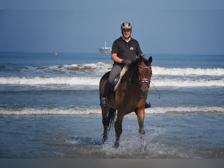 Zweibruecker Gelding 14 years 17,2 hh Brown in Bad Berleburg