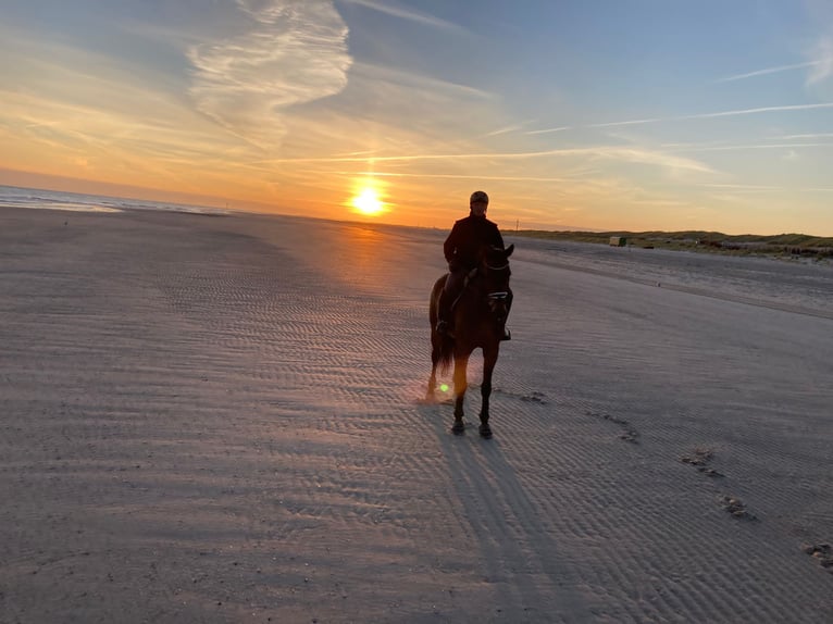 Zweibruecker Gelding 14 years 17,2 hh Brown in Bad Berleburg