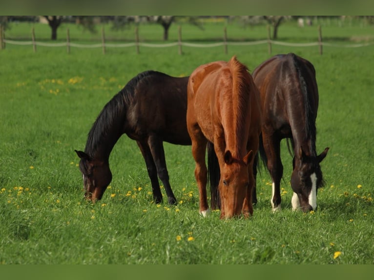Zweibruecker Gelding 14 years 18 hh Black in Neuwied
