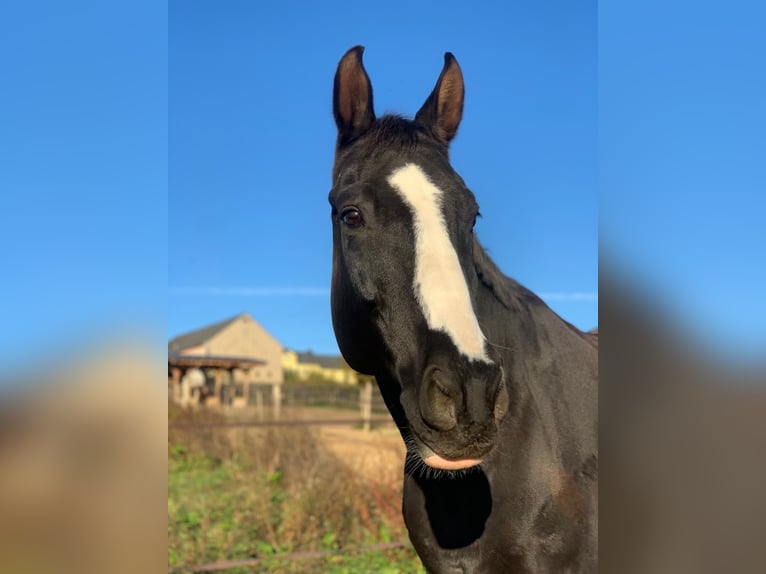 Zweibruecker Gelding 14 years 18 hh Black in Neuwied