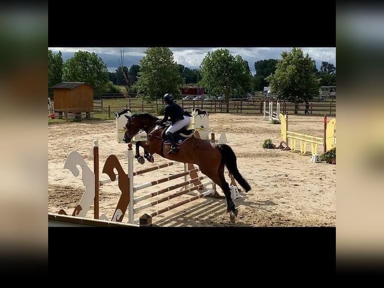 Zweibruecker Gelding 14 years 18 hh Brown in Hofheim am Taunus