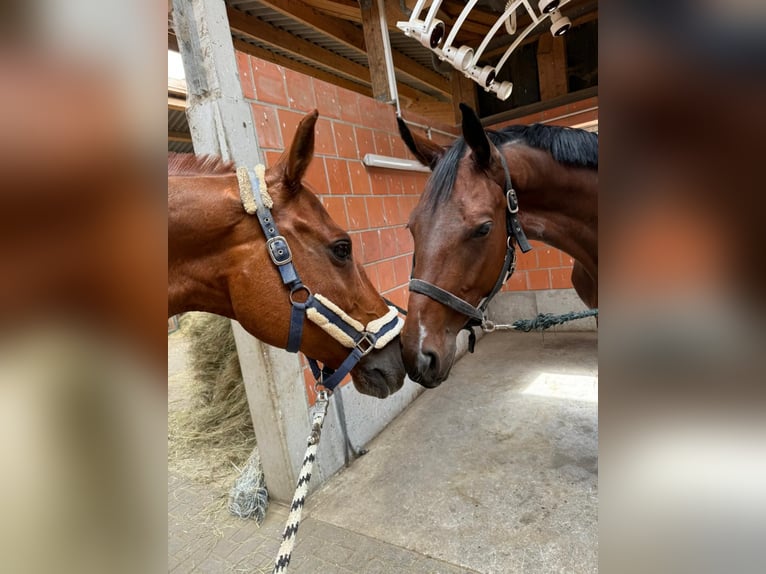 Zweibruecker Gelding 15 years 16,1 hh Chestnut-Red in Bad Camberg-Dombach