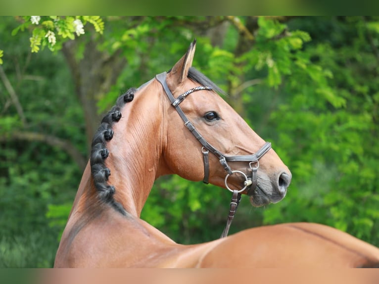 Zweibruecker Gelding 15 years 16 hh Brown in Schmelz