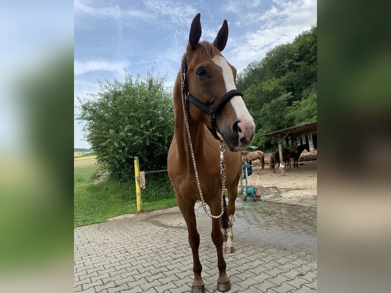 Zweibruecker Gelding 15 years 17.2 hh Chestnut-Red in Odenbach