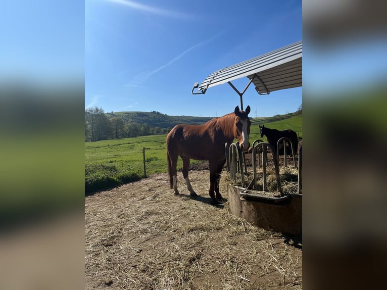 Zweibruecker Gelding 15 years 17.2 hh Chestnut-Red in Odenbach