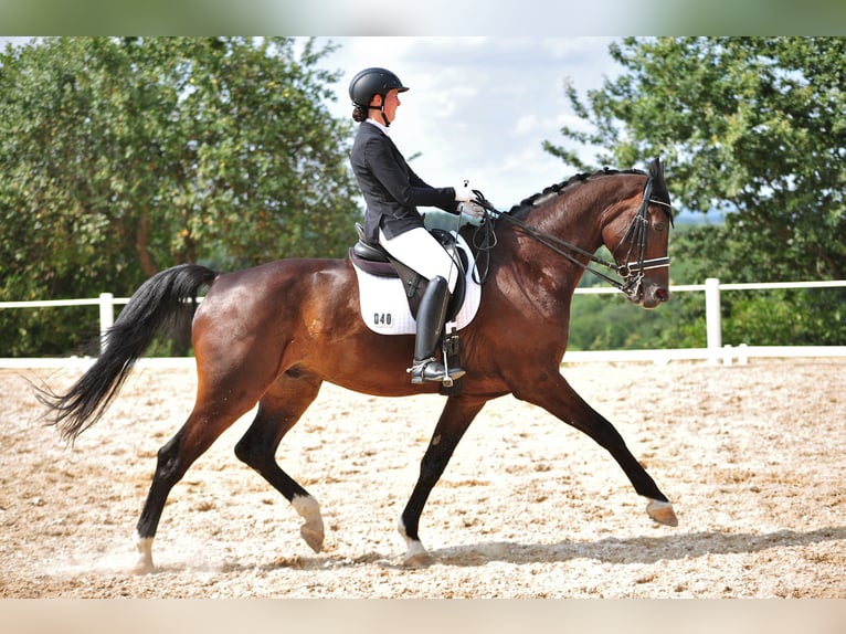 Zweibruecker Gelding 15 years 18 hh Smoky-Black in Pillig