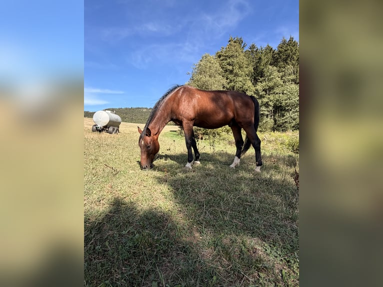 Zweibruecker Gelding 16 years 17.1 hh Brown in Spaichingen