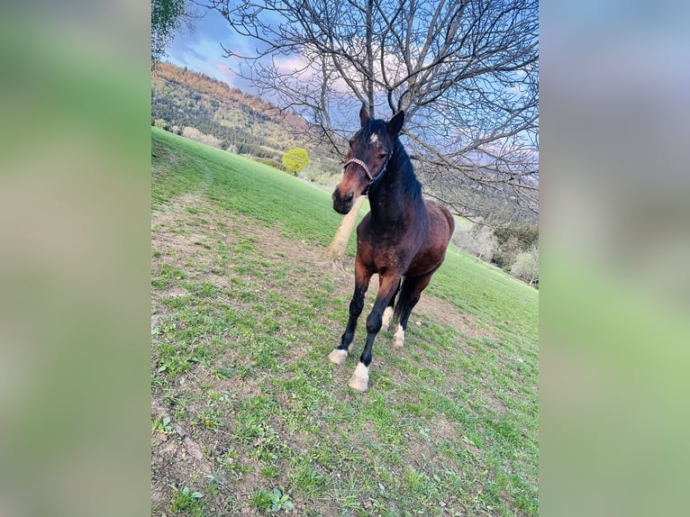 Zweibruecker Gelding 16 years 17.1 hh Brown in Spaichingen