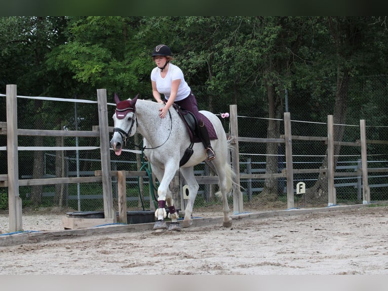 Zweibruecker Gelding 16 years 17,1 hh Gray-Fleabitten in Bad Wildbad im Schwarzwald