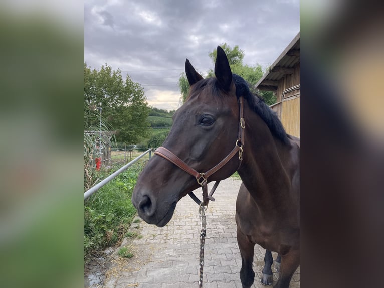 Zweibruecker Gelding 17 years 16,1 hh Bay-Dark in Alzey