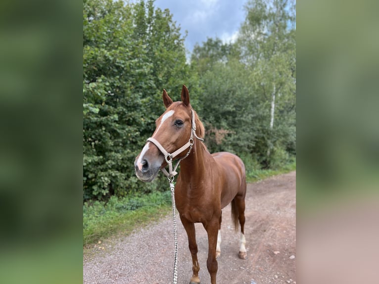 Zweibruecker Gelding 17 years 16 hh Chestnut-Red in Saarburg
