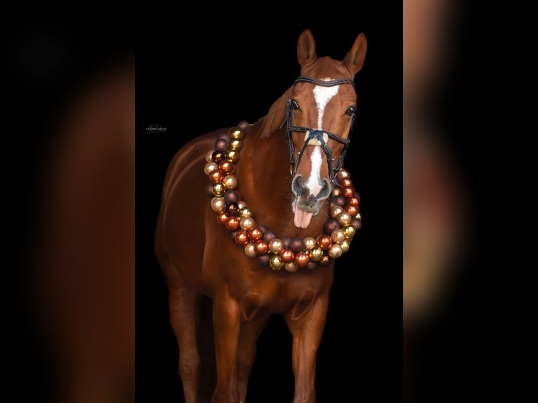 Zweibruecker Gelding 17 years 16 hh Chestnut-Red in Saarburg
