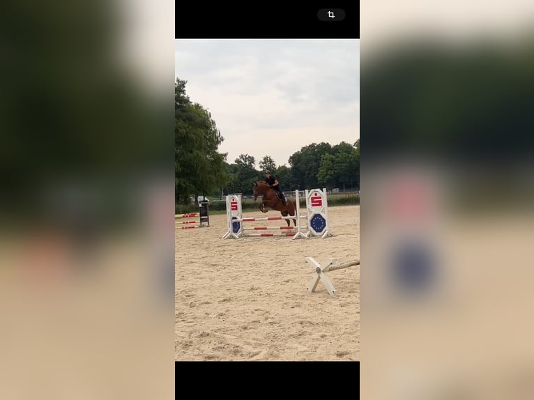 Zweibruecker Gelding 17 years 16 hh Chestnut-Red in Saarburg
