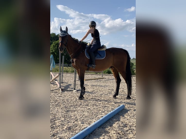 Zweibruecker Gelding 18 years 16,3 hh Bay-Dark in Würzburg