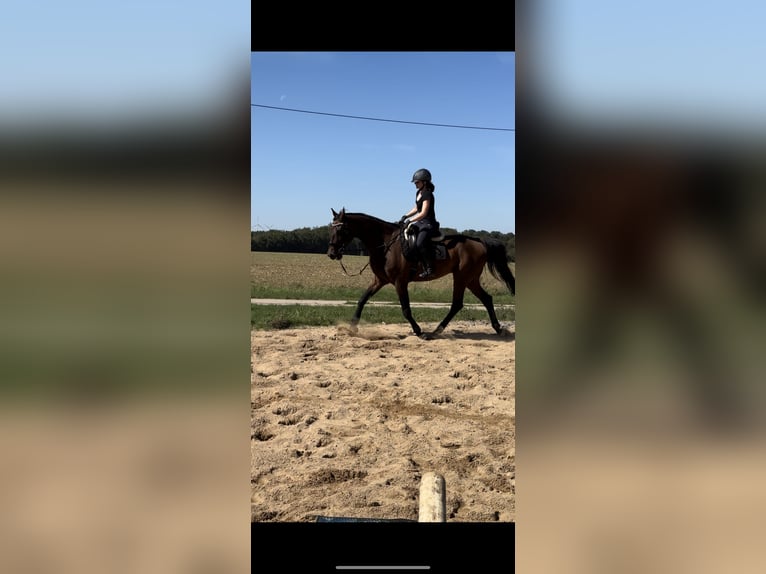 Zweibruecker Gelding 18 years 16,3 hh Bay-Dark in Würzburg