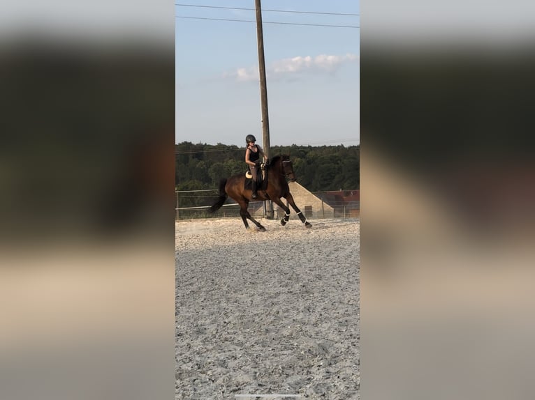 Zweibruecker Gelding 18 years 16,3 hh Bay-Dark in Würzburg