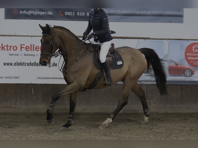 Zweibruecker Gelding 18 years 17,2 hh Bay-Dark in Ratekau