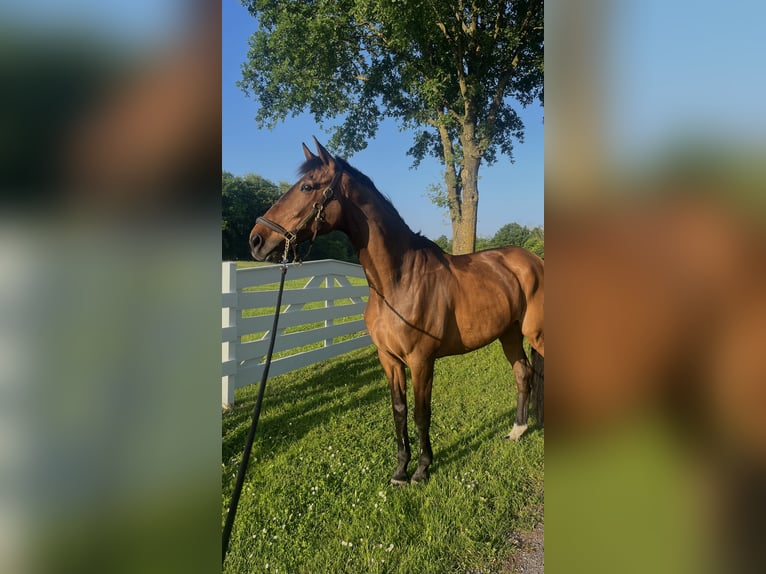 Zweibruecker Gelding 18 years 17,2 hh Bay-Dark in Ratekau