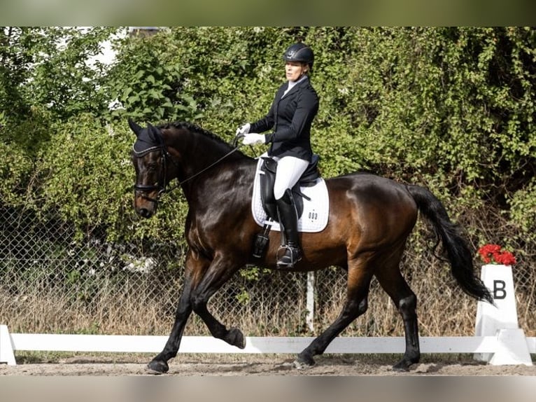 Zweibruecker Gelding 19 years 16.3 hh Bay-Dark in Alzey