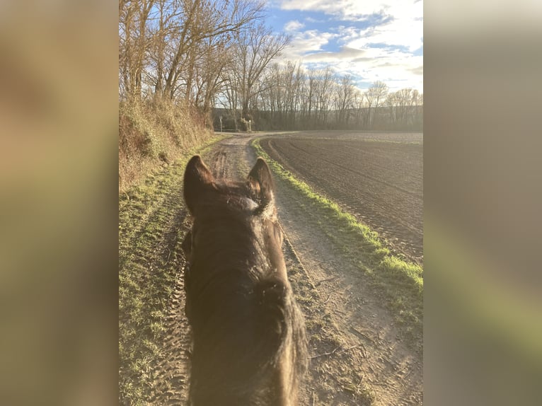 Zweibruecker Gelding 19 years 16.3 hh Bay-Dark in Alzey