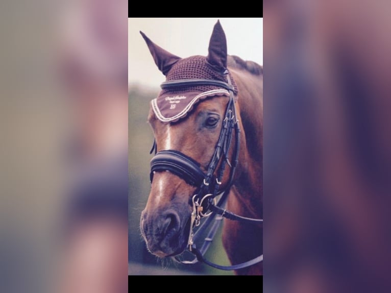 Zweibruecker Gelding 21 years 16 hh Chestnut in Heilsbronn